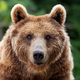 Image for article titled Bear’s Favorite Part Of Mauling Campers When They Throw Arms In Air To Look Bigger